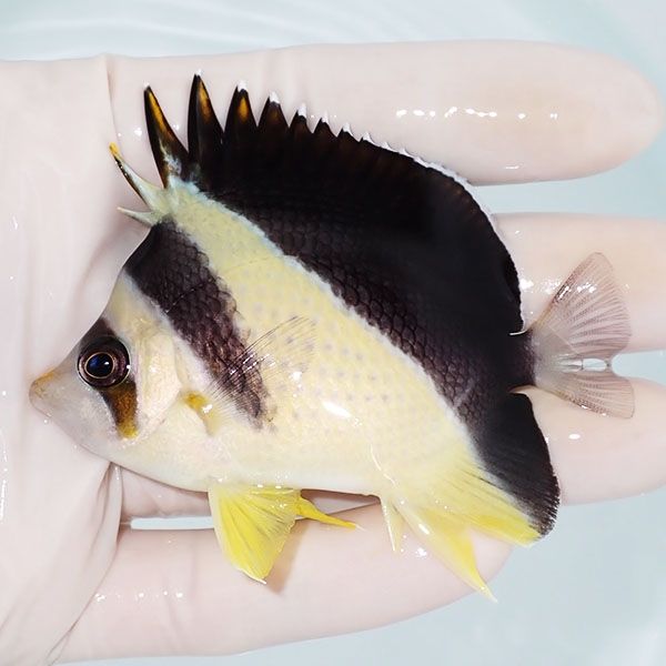 【現物1】バーゲスバタフライ 7.5cm±! 海水魚 チョウチョウウオ 15時ま...