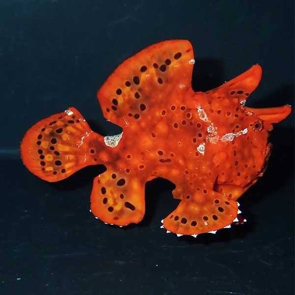【現物1】クマドリカエルアンコウ 6.5cm! 海水魚 アンコウ 15時までのご...