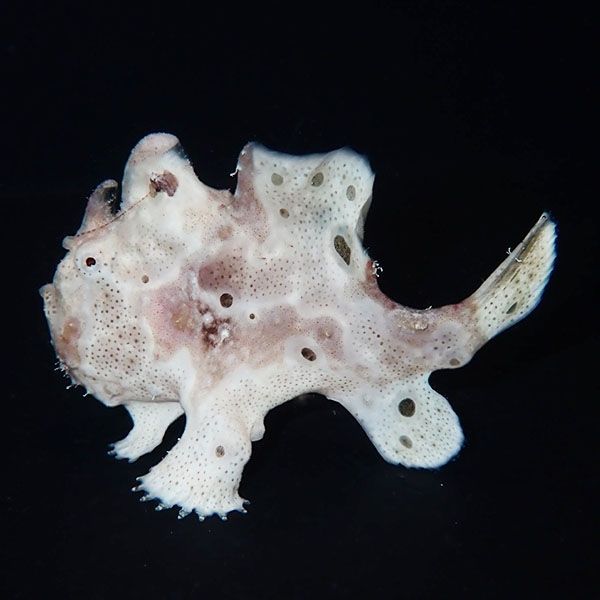 【現物8】イロカエルアンコウ 7cm! 海水魚 アンコウ 15時までのご注文で...