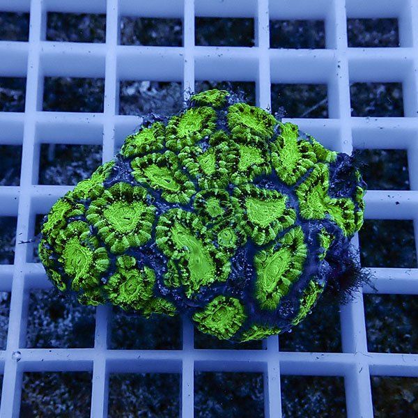【サンゴ現物4】カクオオトゲキクメイシ ! 15時までのご注文で当日発送 ...
