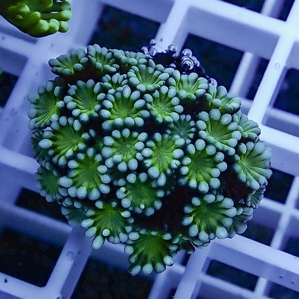 【サンゴ現物9】アワサンゴ! 15時までのご注文で当日発送 【サンゴ】(t221