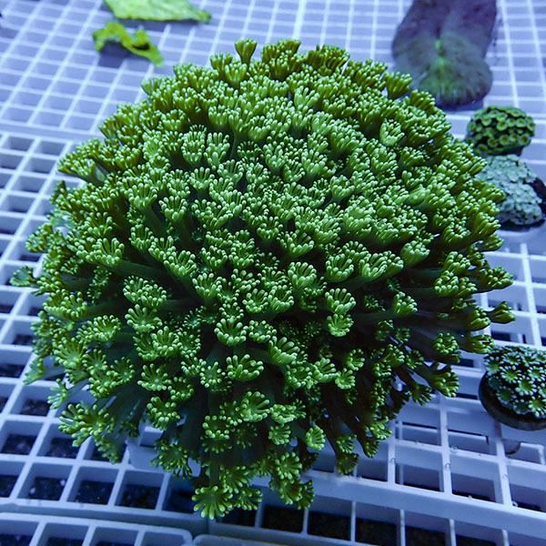 【サンゴ現物12】アワサンゴ 特大! 15時までのご注文で当日発送 【サン...