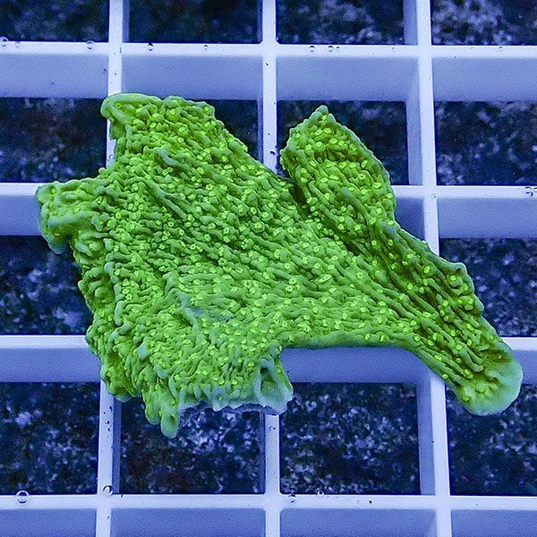 【サンゴ現物1】ウスコモンサンゴ ! 15時までのご注文で当日発送【コモ...