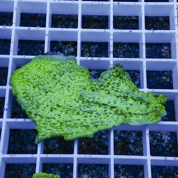 【サンゴ現物2】ウスコモンサンゴ ! 15時までのご注文で当日発送【コモ...