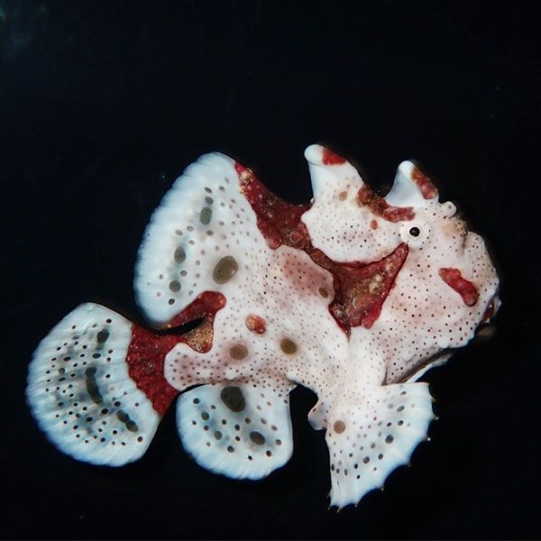 【現物5】クマドリカエルアンコウ 7cm! 海水魚 アンコウ 15時までのご注...