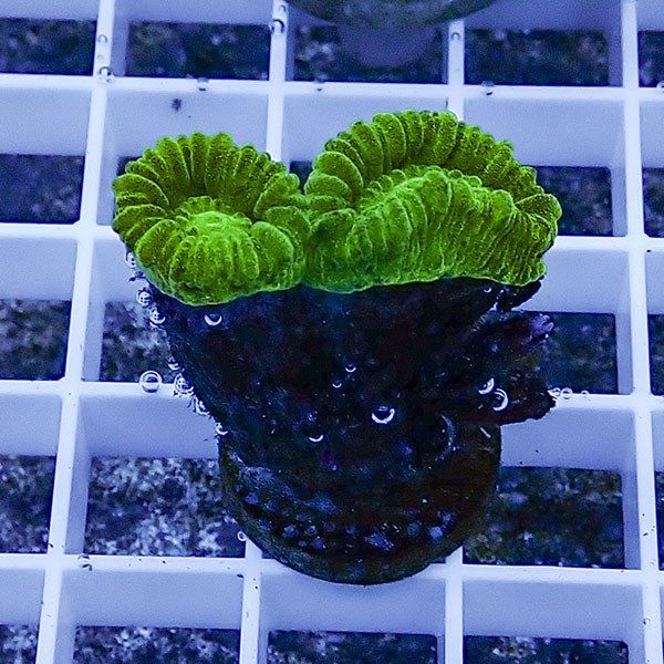 【サンゴ現物37】タバネサンゴ フラグ! 15時までのご注文で当日発送 【...