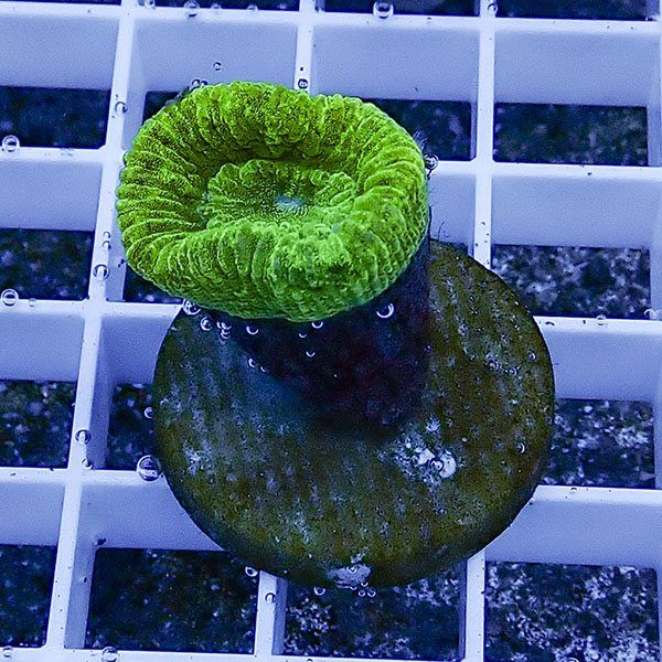 【サンゴ現物45】タバネサンゴ フラグ! 15時までのご注文で当日発送 【...