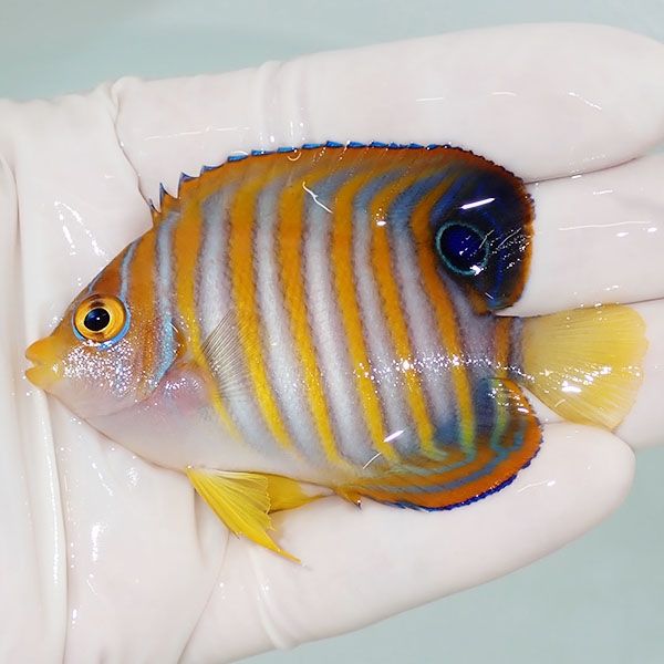 【現物2】ニシキヤッコ 7.5cm±!海水魚 ヤッコ15時までのご注文で当日発...