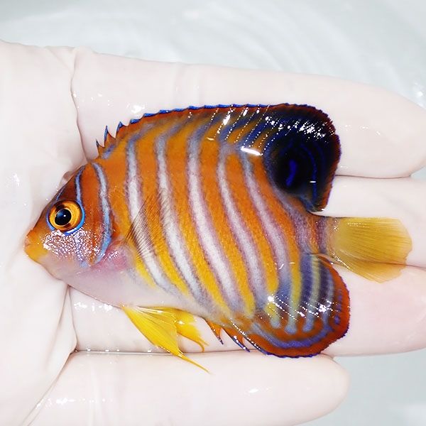 【現物4】ニシキヤッコ 7cm±!海水魚 ヤッコ15時までのご注文で当日発送(...