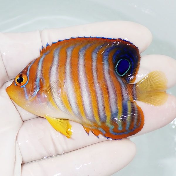 【現物5】ニシキヤッコ 7cm±!海水魚 ヤッコ15時までのご注文で当日発送(...