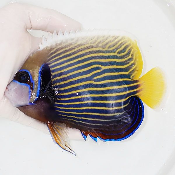 【現物3】タテジマキンチャクダイ 15.5cm±!海水魚 ヤッコ 15時までのご...