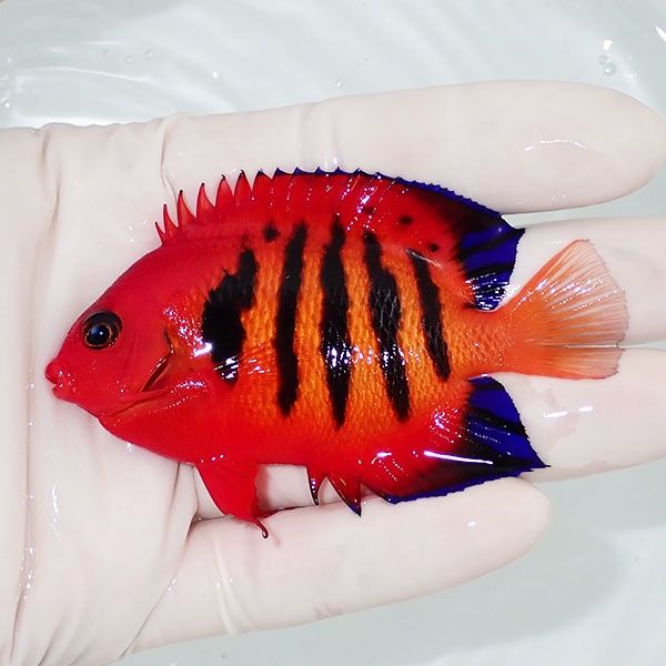 【現物1】フレームエンゼル 8cm!海水魚 ヤッコ 15時までのご注文で当日...