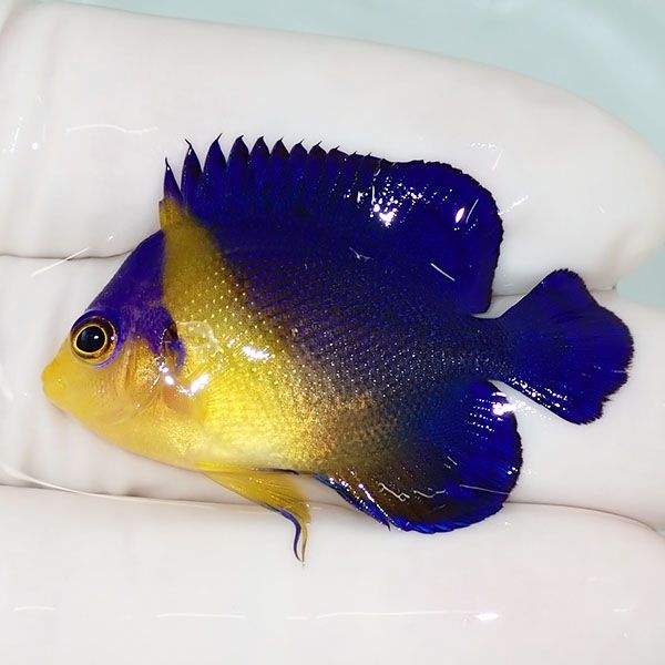 【現物31】スミレヤッコ 4cm±! 海水魚 ヤッコ 15時までのご注文で当日発...