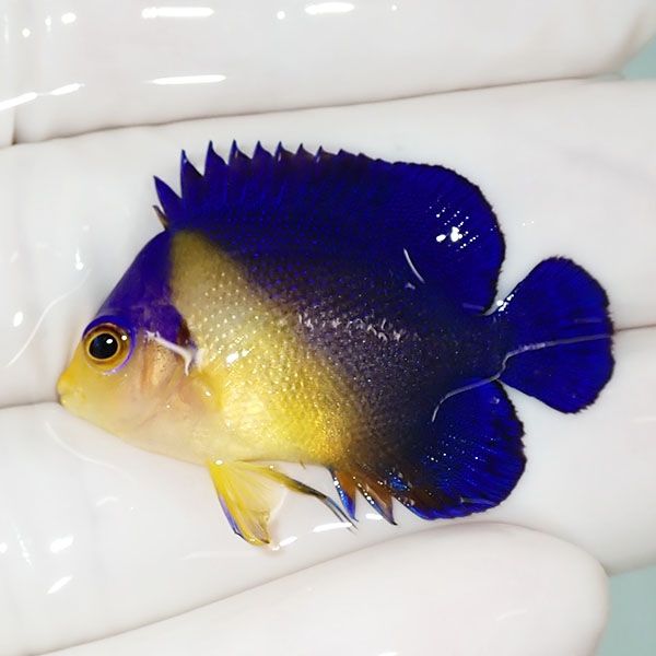 【現物32】スミレヤッコ 3.7cm±! 海水魚 ヤッコ 15時までのご注文で当日...