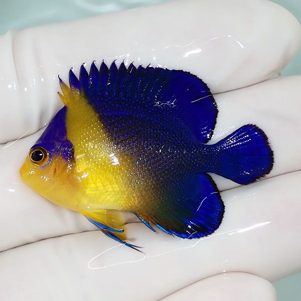【現物33】スミレヤッコ 4.5cm±! 海水魚 ヤッコ 15時までのご注文で当日...