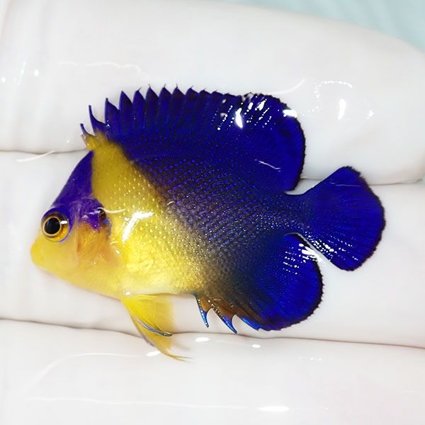 【現物34】スミレヤッコ 3.7cm±! 海水魚 ヤッコ 15時までのご注文で当日...