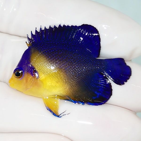 【現物35】スミレヤッコ 4cm±! 海水魚 ヤッコ 15時までのご注文で当日発...