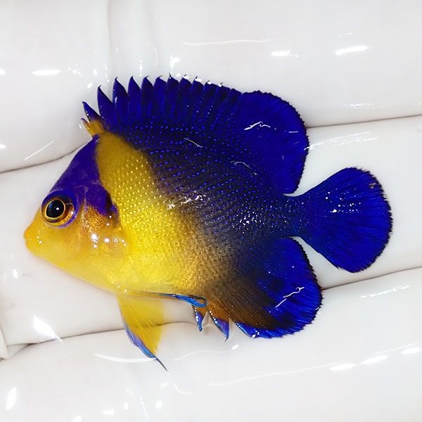 【現物36】スミレヤッコ 3.7cm±! 海水魚 ヤッコ 15時までのご注文で当日...