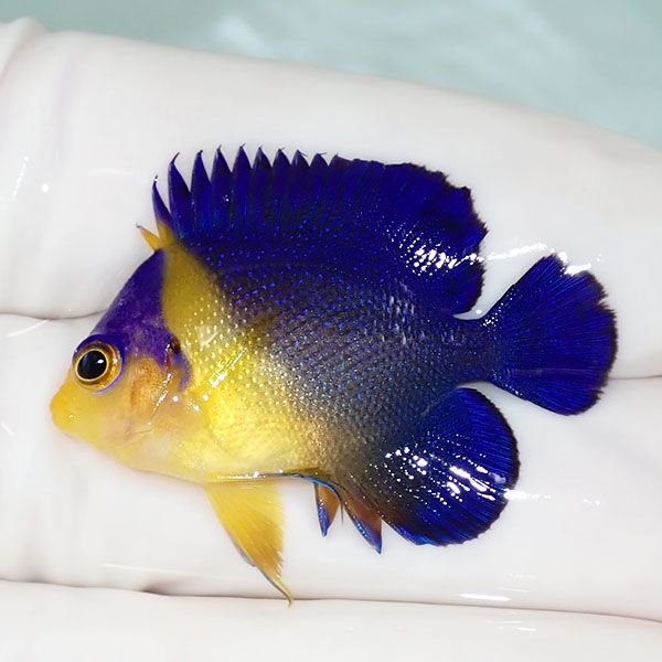 【現物37】スミレヤッコ 3.5cm±! 海水魚 ヤッコ 15時までのご注文で当日...