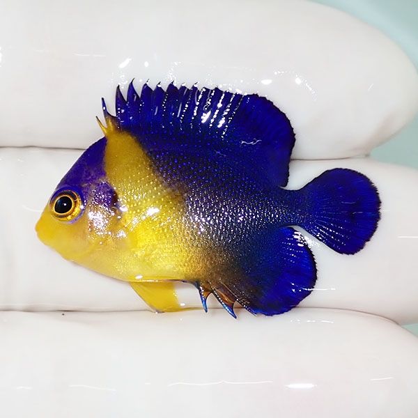【現物38】スミレヤッコ 3.5cm±! 海水魚 ヤッコ 15時までのご注文で当日...
