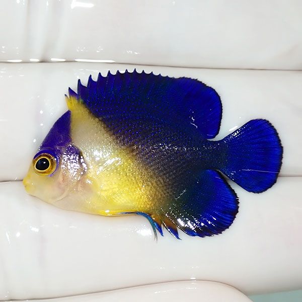 【現物39】スミレヤッコ 3.8cm±! 海水魚 ヤッコ 15時までのご注文で当日...