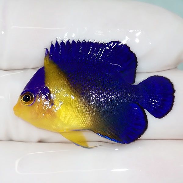 【現物40】スミレヤッコ 3.7cm±! 海水魚 ヤッコ 15時までのご注文で当日...