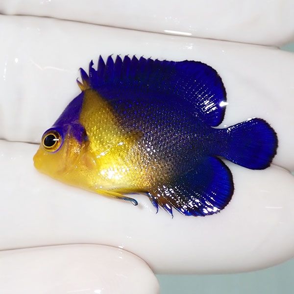 【現物41】スミレヤッコ 3.5cm±! 海水魚 ヤッコ 15時までのご注文で当日...