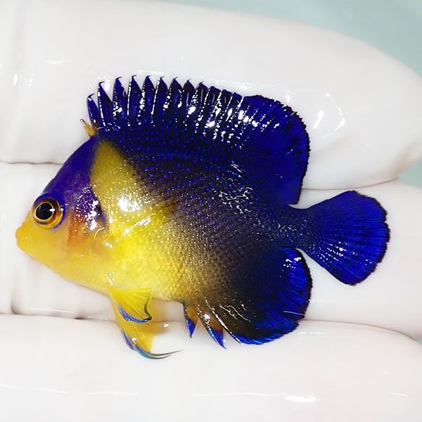 【現物44】スミレヤッコ 3.8cm±! 海水魚 ヤッコ 15時までのご注文で当日...