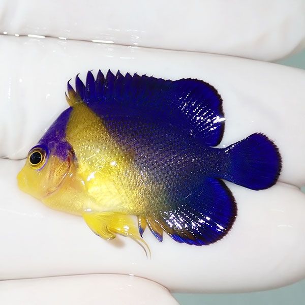 【現物45】スミレヤッコ 3.8cm±! 海水魚 ヤッコ 15時までのご注文で当日...