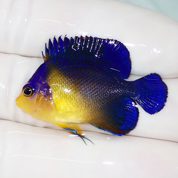 【現物46】スミレヤッコ 3.8cm±! 海水魚 ヤッコ 15時までのご注文で当日...