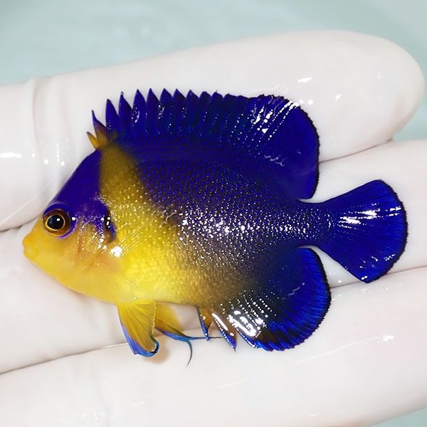 【現物47】スミレヤッコ 4.7cm±! 海水魚 ヤッコ 15時までのご注文で当日...
