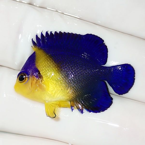【現物48】スミレヤッコ 4.2cm±! 海水魚 ヤッコ 15時までのご注文で当日...
