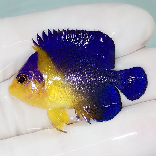 【現物49】スミレヤッコ 3.8cm±! 海水魚 ヤッコ 15時までのご注文で当日...