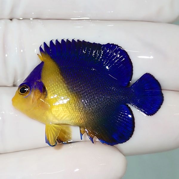 【現物51】スミレヤッコ 3.8cm±! 海水魚 ヤッコ 15時までのご注文で当日...