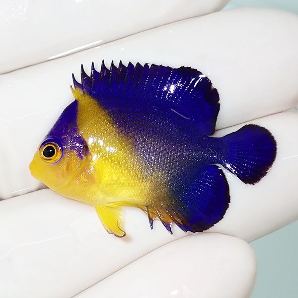 【現物23】スミレヤッコ 3.5cm±! 海水魚 ヤッコ 15時までのご注文で当日...