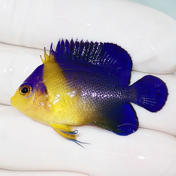 【現物24】スミレヤッコ 4cm±! 海水魚 ヤッコ 15時までのご注文で当日発...