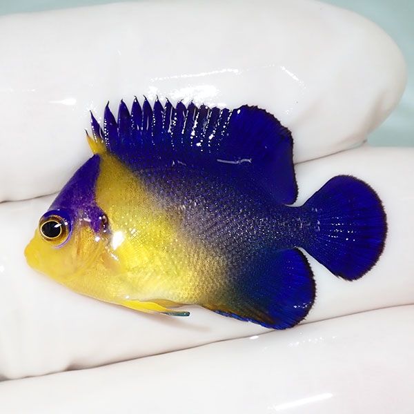 【現物25】スミレヤッコ 3.5cm±! 海水魚 ヤッコ 15時までのご注文で当日...