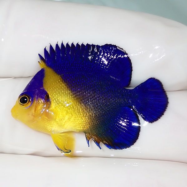 【現物26】スミレヤッコ 3.3cm±! 海水魚 ヤッコ 15時までのご注文で当日...