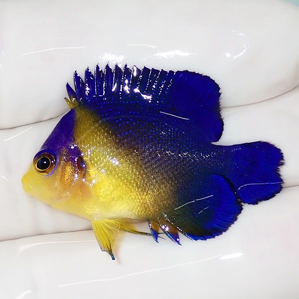 【現物27】スミレヤッコ 3.5cm±! 海水魚 ヤッコ 15時までのご注文で当日...