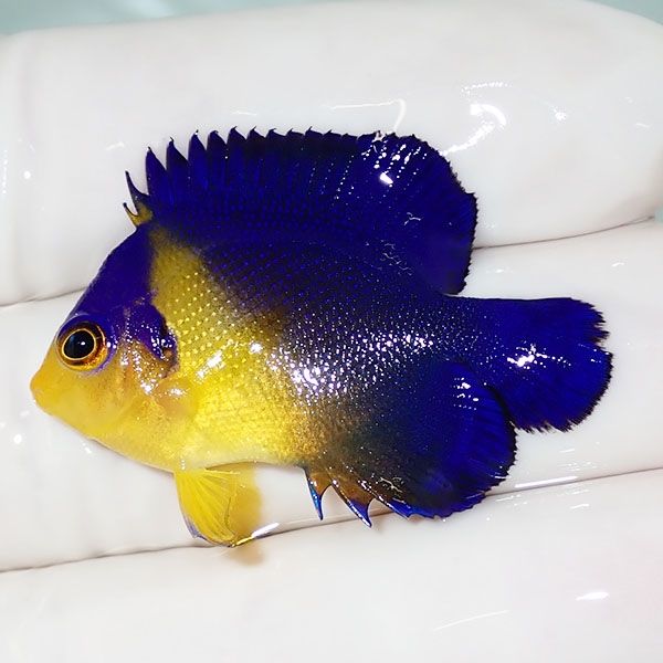 【現物28】スミレヤッコ 3.7cm±! 海水魚 ヤッコ 15時までのご注文で当日...
