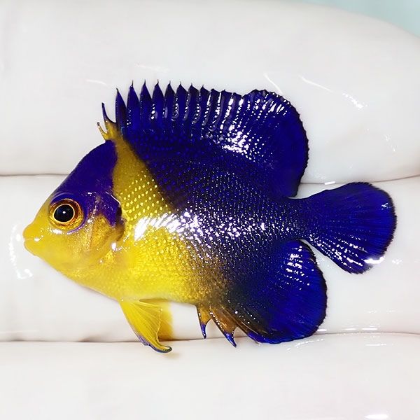 【現物29】スミレヤッコ 3.5cm±! 海水魚 ヤッコ 15時までのご注文で当日...