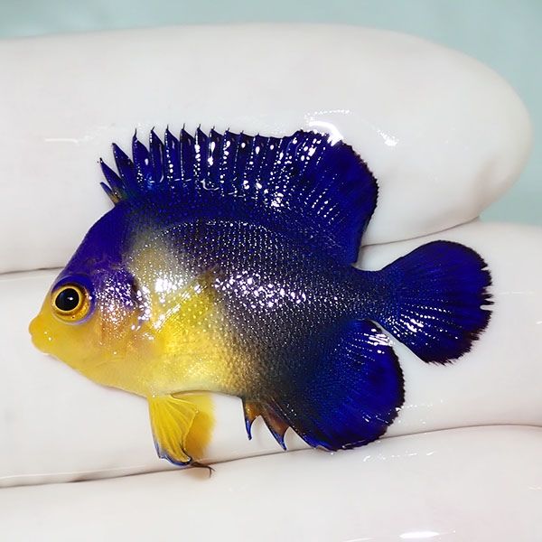 【現物30】スミレヤッコ 3.5cm±! 海水魚 ヤッコ 15時までのご注文で当日...