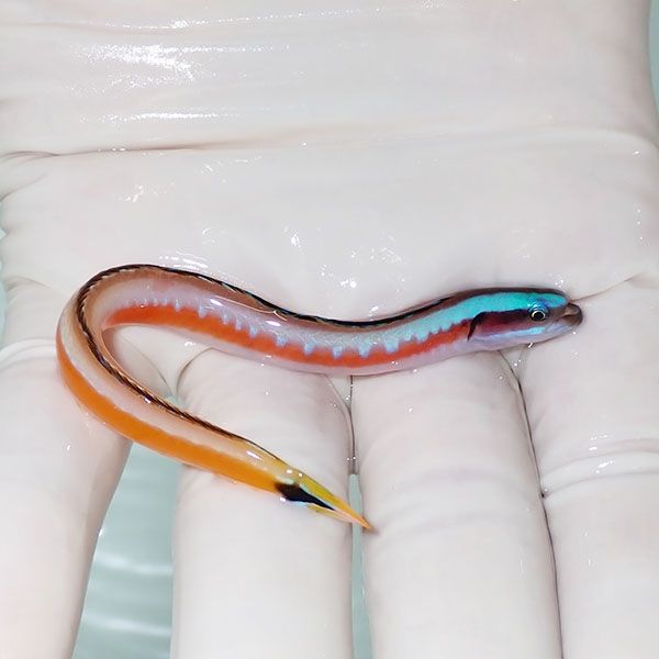 【現物】ニシキオオメワラスボ 10cm±!海水魚ワラスボ 15時までのご注文...