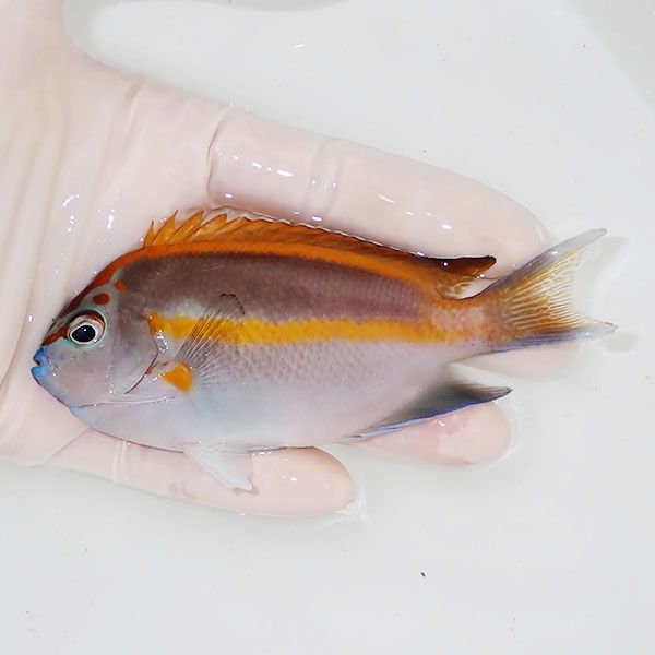 【現物1】ベルスエンゼル♂ （オーネイトエンゼル）11cm±!海水 生体 ヤッ...