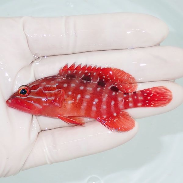 【現物1】コクハンハタ 8cm± !海水魚 生体 15時までのご注文で当日発送...