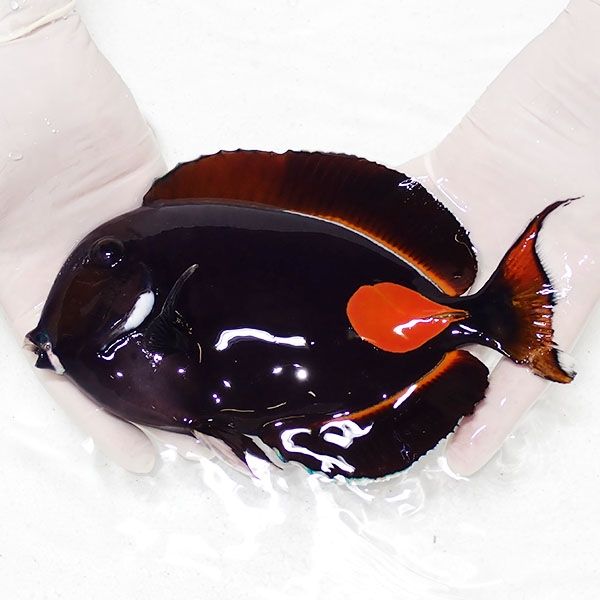 【現物1】粒エサOK 尾鰭欠損 アキレスタン 22cm±! 海水魚 ハギ 15時まで...