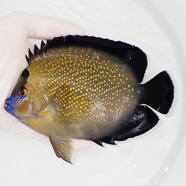 【現物1】ゴールドフレークエンゼル特大 16cm±!海水魚 ヤッコ 15時まで...