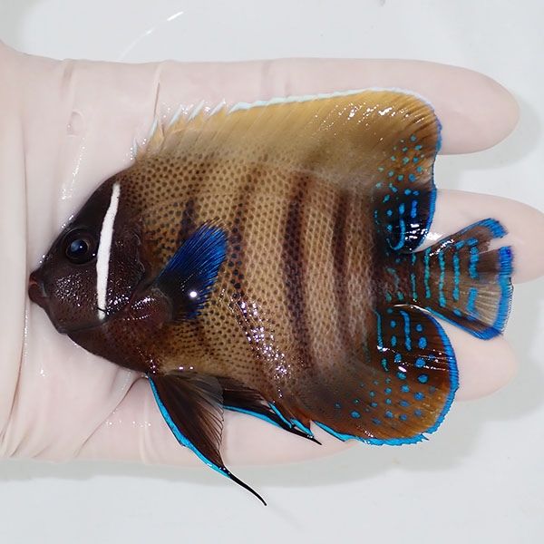 【現物1】ロクセンヤッコ 10cm± ! 海水魚 生体 15時までのご注文で当日...