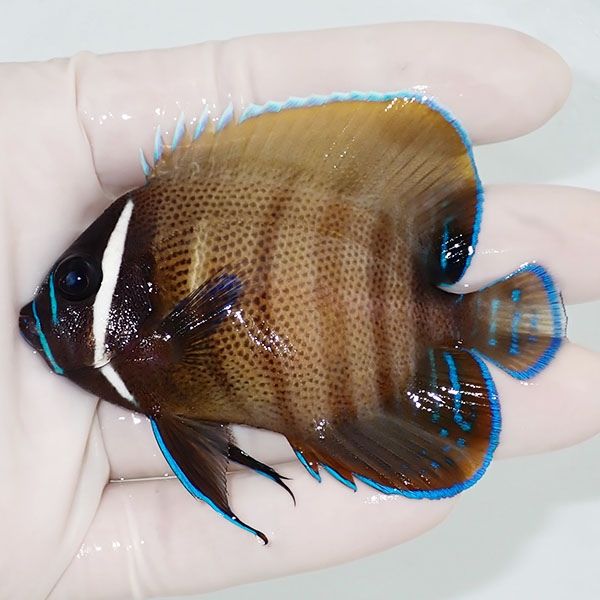 【現物2】ロクセンヤッコ 8cm± ! 海水魚 生体 15時までのご注文で当日発...