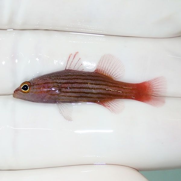 【現物】コレッティバスレット 3.5cm± !海水魚 生体 15時までのご注文で...